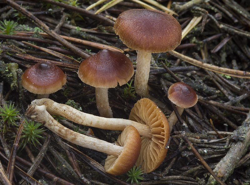 Cortinarius bayeri